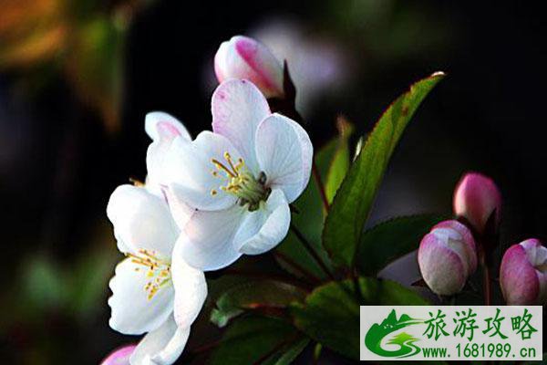 石家庄海棠花什么时候开2021 海棠花观赏地点推荐