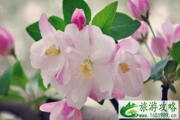 石家庄海棠花什么时候开2021 海棠花观赏地点推荐