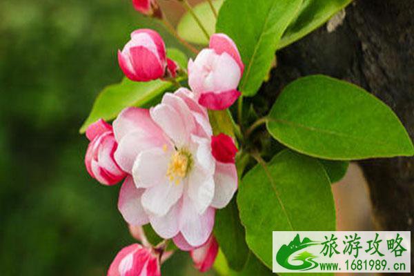 石家庄海棠花什么时候开2021 海棠花观赏地点推荐