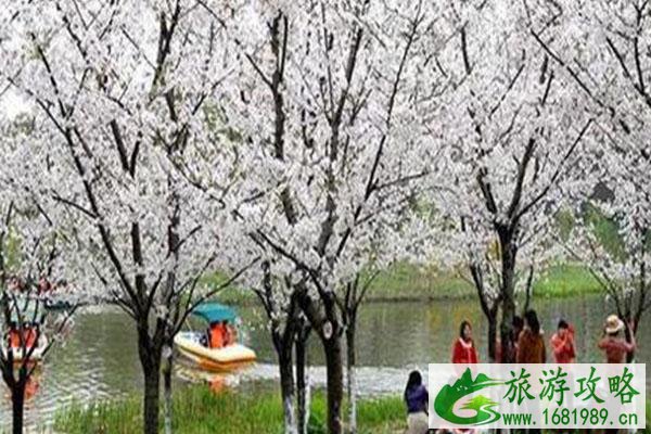 2021顾村公园免票政策 樱花节顾村公园地铁站限流措施 2021顾村公园免票政策 樱花节顾村公园地铁站限流措施