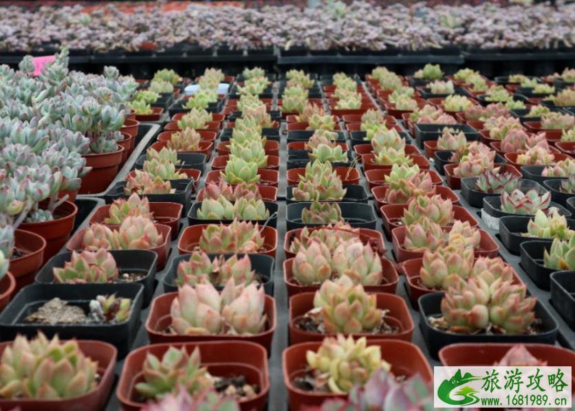 中国花市排名 中国6大花市介绍 中国花市排名 中国6大花市介绍