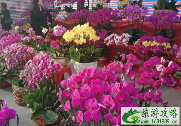 2021中山南朗镇花市购花点开放时间 中山云花市买花入口 2021中山南朗镇花市购花点开放时间 中山云花市买花入口