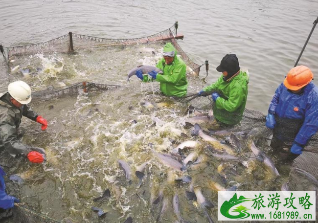 2021无锡甘露青鱼开捕时间及销售点