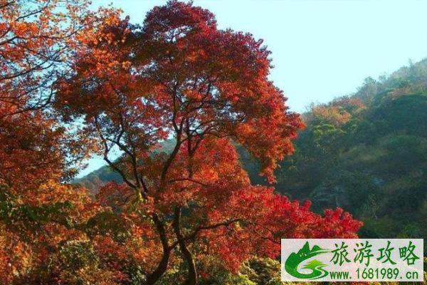 2020广州石门森林公园什么时候去最好 附最佳观赏期