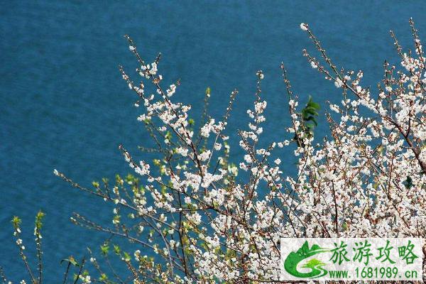 2020-2021广州从化流溪梅花节开放时间以及最佳赏花期间