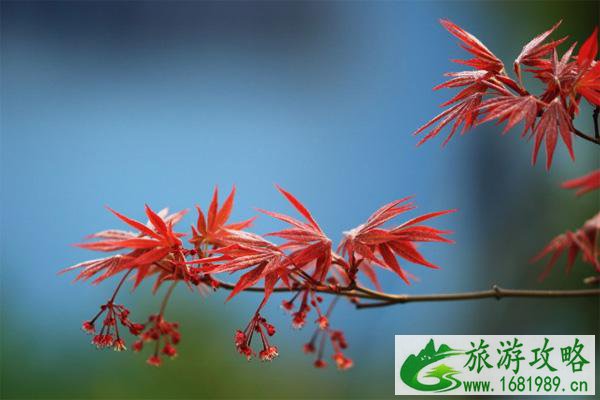 深圳12月有红叶吗 深圳哪里有枫叶景点