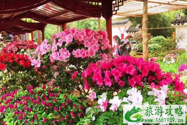 2020深圳簕杜鹃花展时间 深圳莲花山簕杜鹃花展各展区介绍汇总 2020深圳簕杜鹃花展时间 深圳莲花山簕杜鹃花展各展区介绍汇总