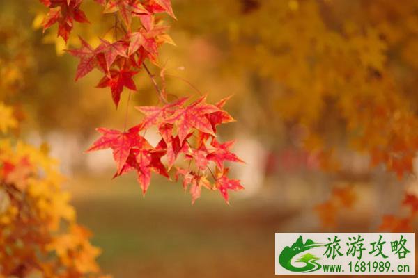 12月去深圳都有哪些玩 深圳秋天去哪里玩比较好 12月去深圳都有哪些玩 深圳秋天去哪里玩比较好