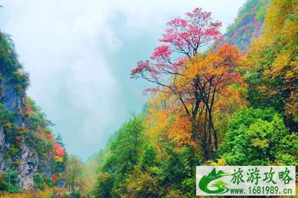2020年米亚罗红叶节时间 举办地点