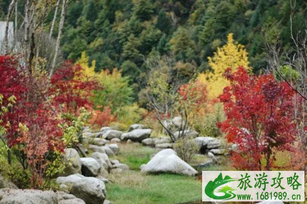 2020年米亚罗红叶节时间 举办地点