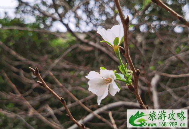南京鸡鸣寺秋季还可以看樱花吗 南京鸡鸣寺秋季还可以看樱花吗