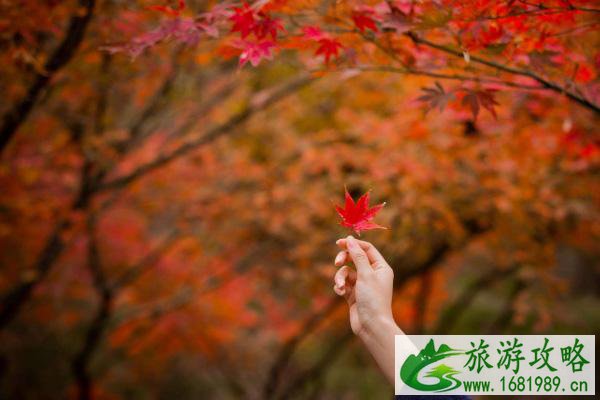 南京栖霞山枫叶最佳观赏时间是几月份 栖霞山停车指南 南京栖霞山枫叶最佳观赏时间是几月份 栖霞山停车指南