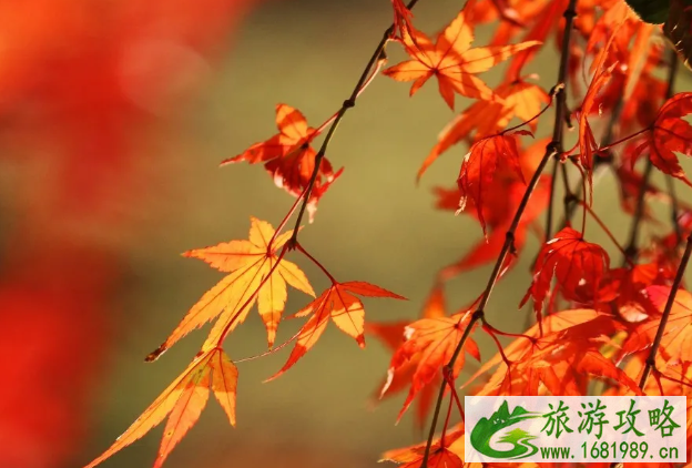 南京栖霞山枫叶最佳观赏时间是几月份 栖霞山停车指南 南京栖霞山枫叶最佳观赏时间是几月份 栖霞山停车指南