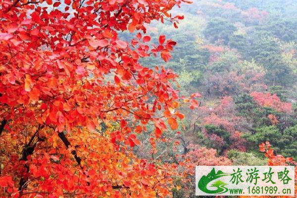 11月赏秋国内有哪些景点 11月旅游的最佳地方