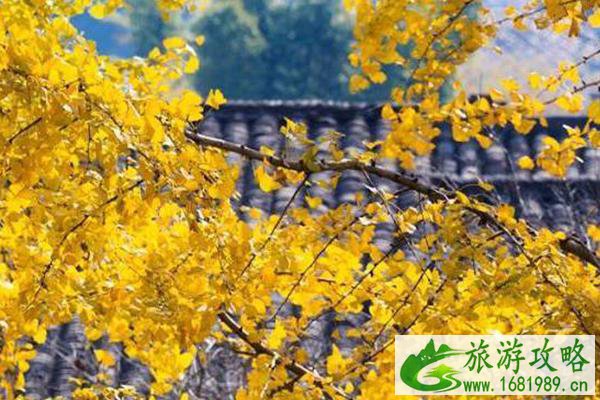 南雄银杏最佳观赏点在哪 南雄银杏最佳观赏期是什么时候
