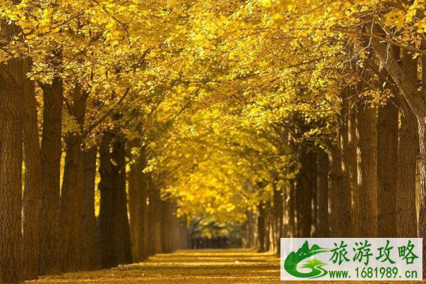 2020北京银杏叶最佳观赏时间-观赏地点推荐