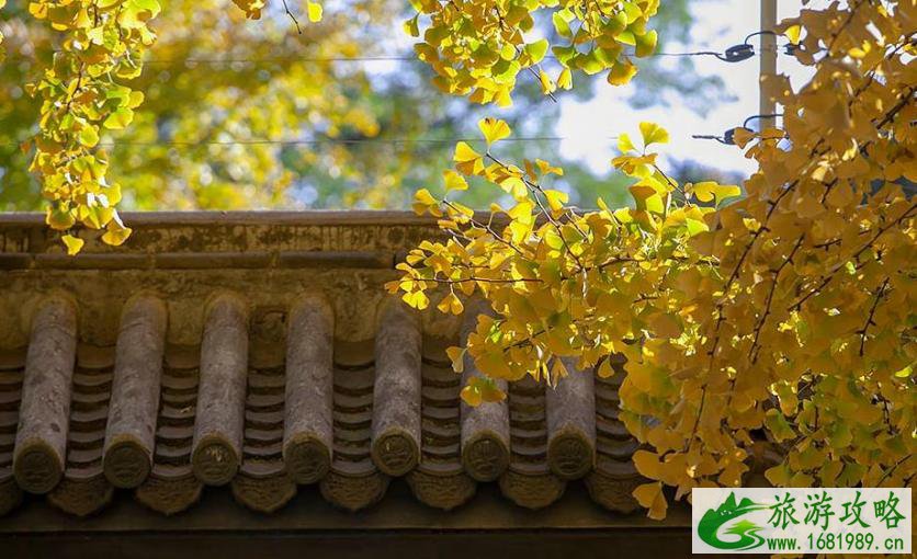 北京钓鱼台东侧三里河路银杏大道观赏指南 北京钓鱼台东侧三里河路银杏大道观赏指南