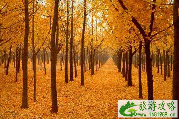 2020国内赏秋小众景点有哪些 赏秋小众景点推荐