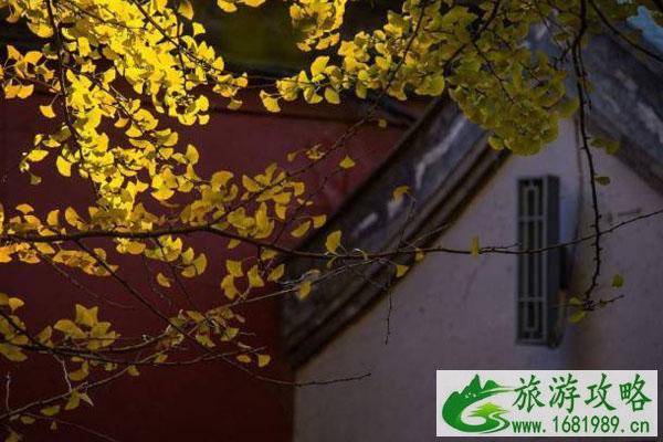 国家图书馆银杏在哪里 观赏指南