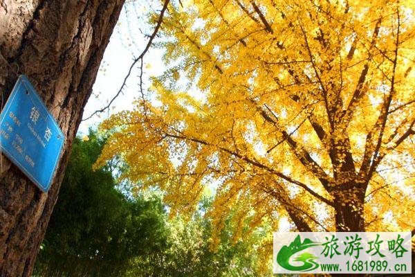 郭沫若故居银杏数观赏指南 郭沫若故居银杏数观赏指南