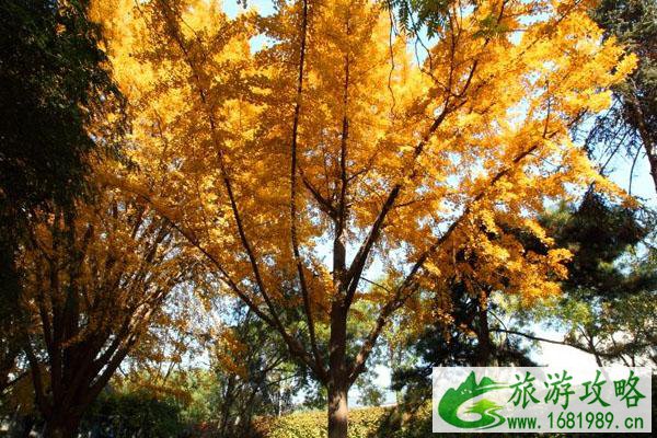 郭沫若故居银杏数观赏指南 郭沫若故居银杏数观赏指南