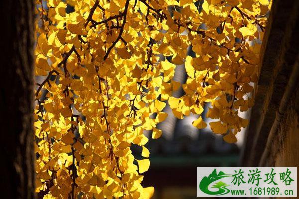 郭沫若故居银杏数观赏指南 郭沫若故居银杏数观赏指南