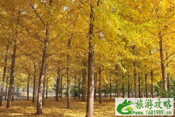 国家图书馆银杏在哪里 观赏指南