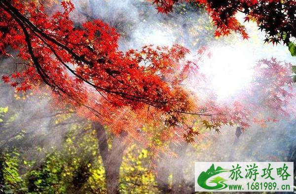 2020栖霞山枫叶什么时候变红 2020栖霞山枫叶什么时候变红