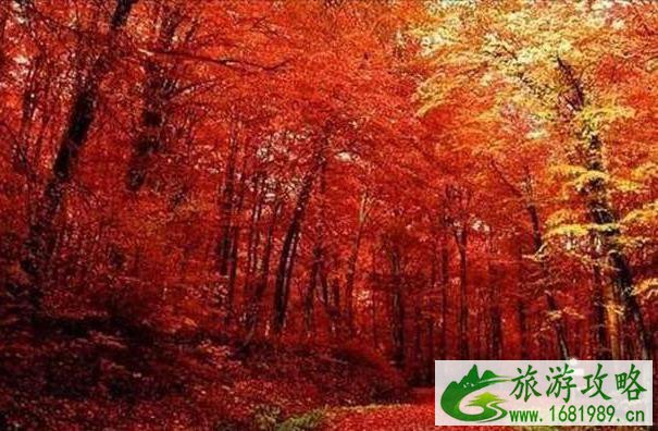 2020栖霞山枫叶什么时候变红 2020栖霞山枫叶什么时候变红