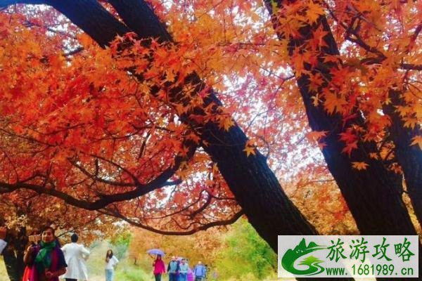 文成旅游攻略 赏枫地点推荐