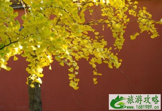 北京看红叶的地方都有哪些 北京看红叶的地方都有哪些