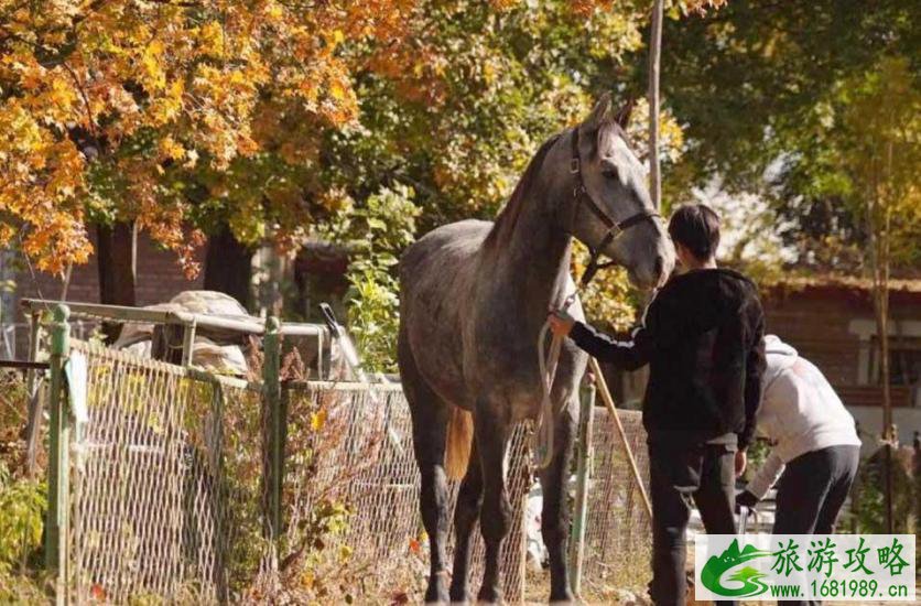 北京崔各庄马道最新消息2020 北京崔各庄马道最新消息2020