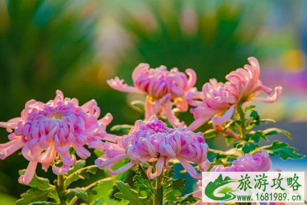 2020天津重阳节有什么活动