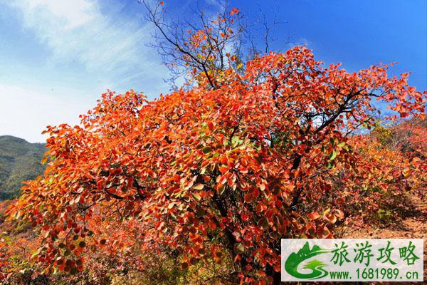 2020北京香山红叶什么时候看最合适 2020北京香山红叶什么时候看最合适
