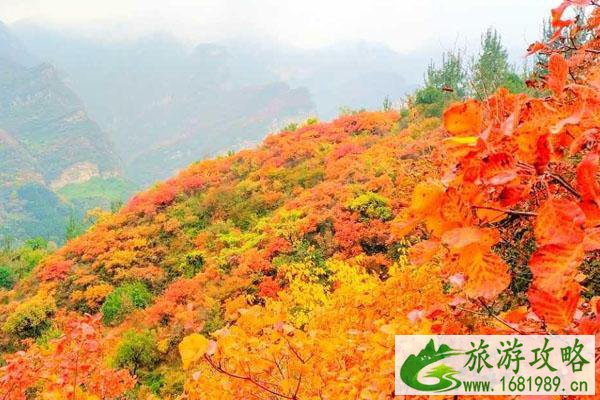 坡峰岭红叶最佳观赏期2020 现在红了吗