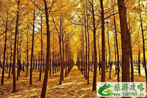 2020沙河栾卸村银杏景区什么季节去好