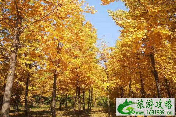 2020沙河栾卸村银杏景区什么季节去好
