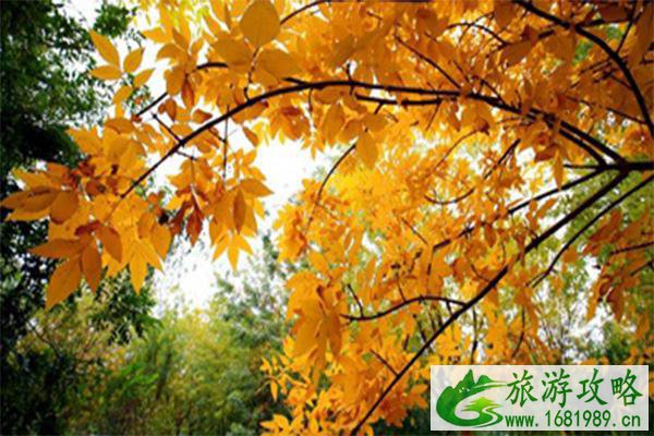 北京昌平赏秋最美的地方有哪些 地址及交通