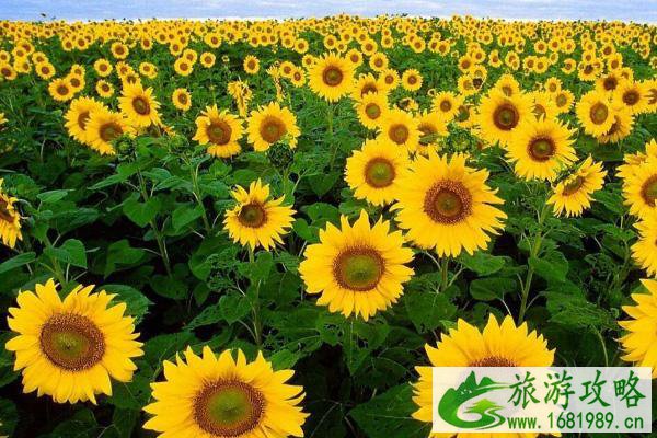 深圳向日葵公园在哪