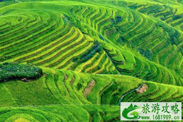 龙脊梯田游玩攻略 交通住宿