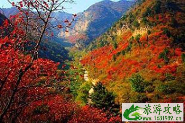 2020石家庄周边赏红叶的好去处