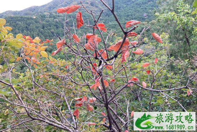 2020香山公园红叶观赏攻略 2020香山公园红叶观赏攻略