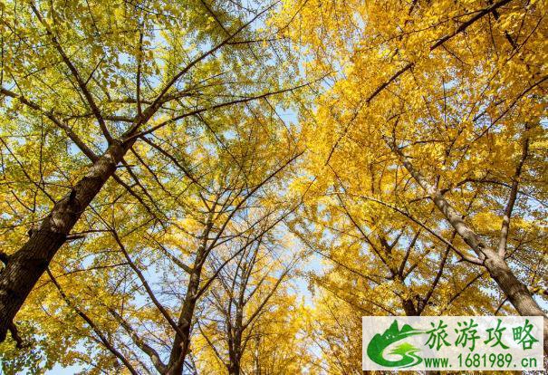 钓鱼台国宾馆银杏大道最佳观赏时间 钓鱼台国宾馆银杏大道最佳观赏时间