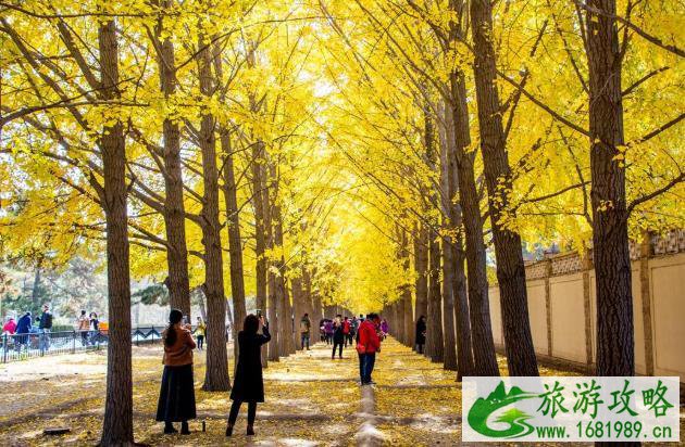钓鱼台国宾馆银杏大道最佳观赏时间 钓鱼台国宾馆银杏大道最佳观赏时间