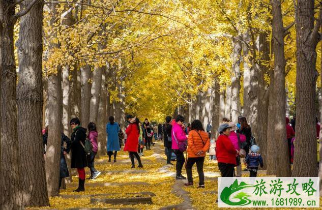 钓鱼台国宾馆银杏大道最佳观赏时间 钓鱼台国宾馆银杏大道最佳观赏时间
