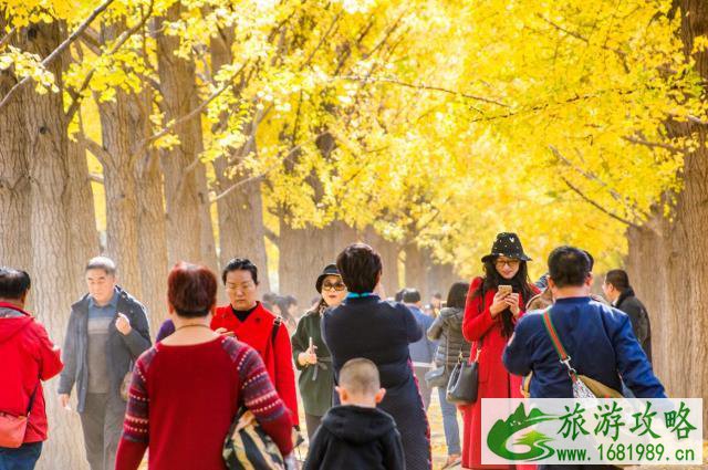 钓鱼台国宾馆银杏大道最佳观赏时间 钓鱼台国宾馆银杏大道最佳观赏时间