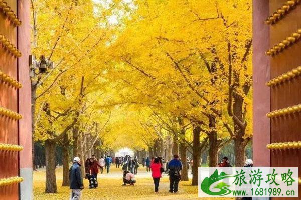 雍和宫银杏大道什么时候最美 2020银杏观赏最佳时间
