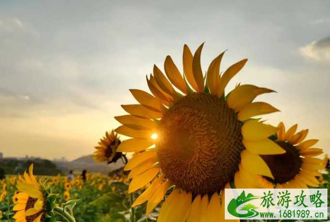 深圳向日葵花海在哪里啊 深圳市民中心向日葵位置在哪 深圳向日葵花海在哪里啊 深圳市民中心向日葵位置在哪