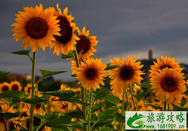深圳向日葵花海在哪里啊 深圳市民中心向日葵位置在哪 深圳向日葵花海在哪里啊 深圳市民中心向日葵位置在哪