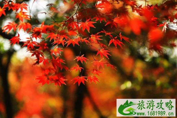 天津红叶哪里赏 2020天津红叶最佳观赏时间